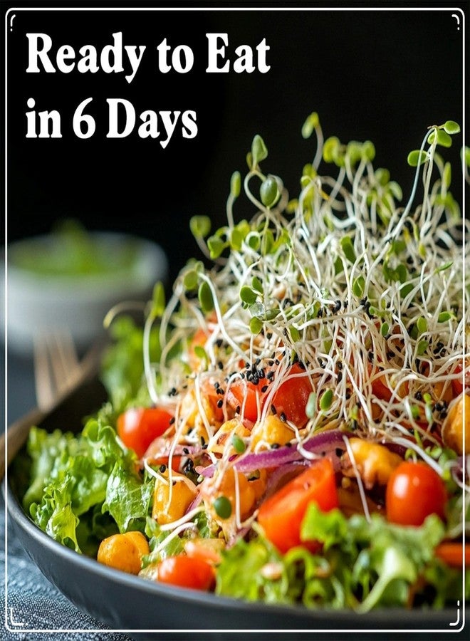 Seedboy Organic Non-GMO Broccoli Seeds for Sprouting - USA Grown Microgreens Sprouting Seeds - 8 oz Bag Makes 8 Quarts / 24 Servings (Di Cicco Broccoli) - Image 5